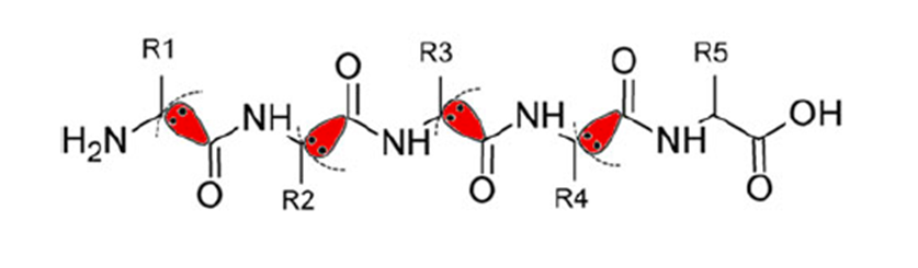 Protein fragmentation